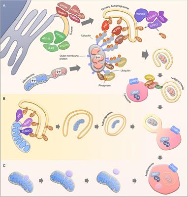 MitophAging: Mitophagy in Aging and Disease